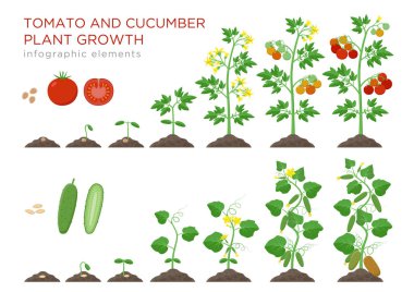 Tomato and cucumber plants growth stages infographic elements in flat design. Planting process from seeds sprout to ripe vegetable, plant life cycle isolated on white background vector illustration. clipart