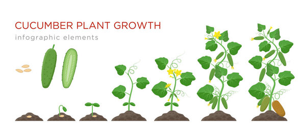 Cucumber plant growth stages infographic elements in flat design. Planting process of cucumber from seeds sprout to ripe vegetable, plant life cycle isolated on white background, vector illustration.