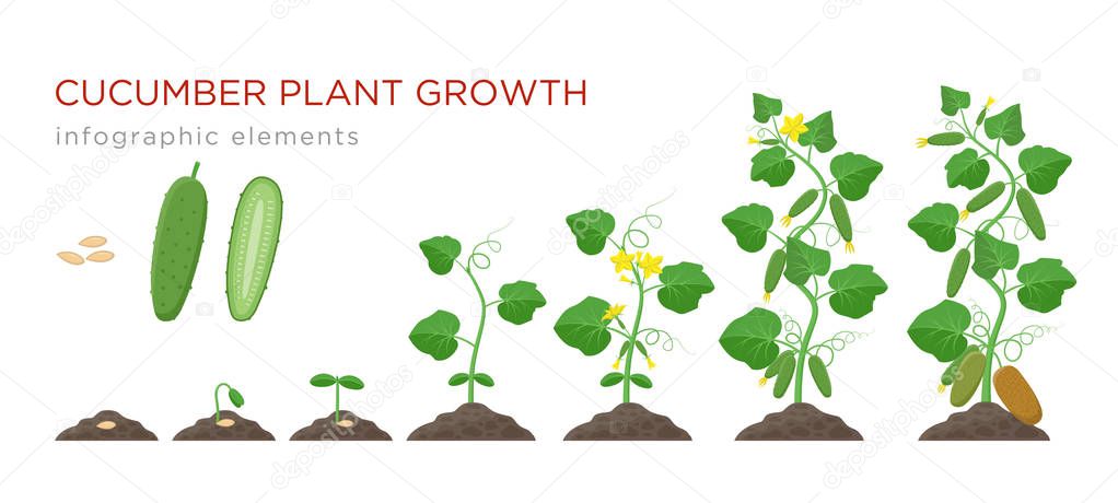 Cucumber plant growth stages infographic elements in flat design. Planting process of cucumber from seeds sprout to ripe vegetable, plant life cycle isolated on white background, vector illustration.