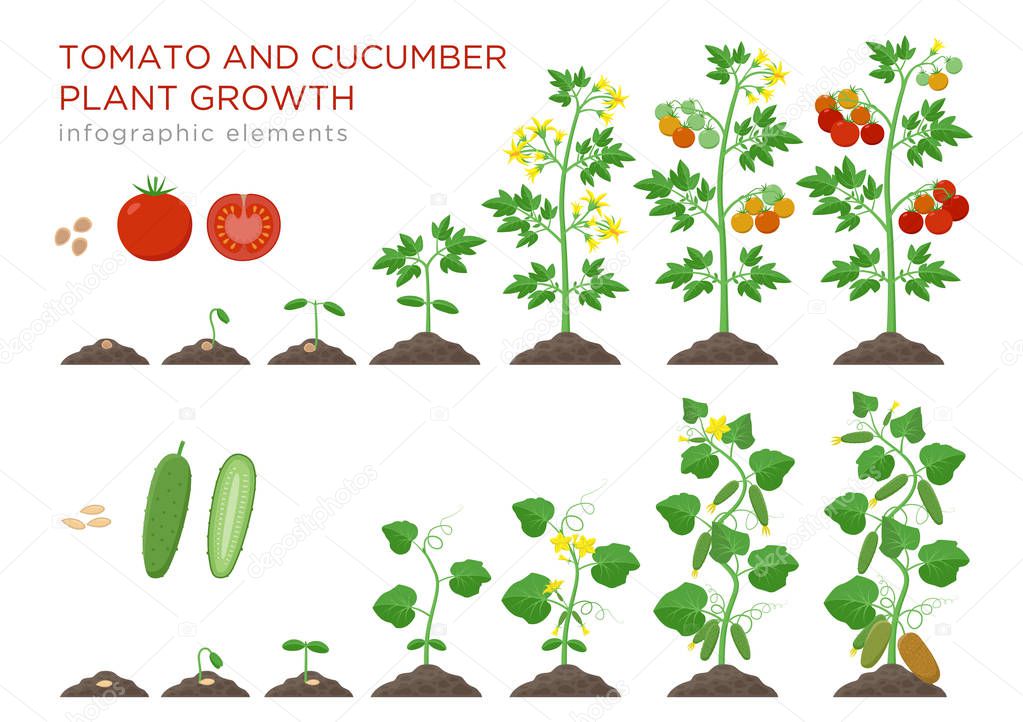 Tomato and cucumber plants growth stages infographic elements in flat design. Planting process from seeds sprout to ripe vegetable, plant life cycle isolated on white background vector illustration.