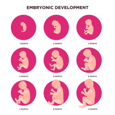 Embriyo gelişimi ay ay düz tasarımında Infographic öğeleri embryonics simgeleri ile ayarlayın. Gebelik aşamaları, ay tıbbi illüstrasyon izole beyaz arka plan üzerinde fetal büyüme.