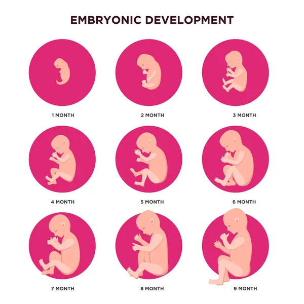 Embrió fejlődése hónapról hónapra infographic elemek-val embryonics ikonok készlet, lapos Design. Terhesség állapota, magzati növekedés hónap orvosi illusztráció elszigetelt fehér background. — Stock Vector
