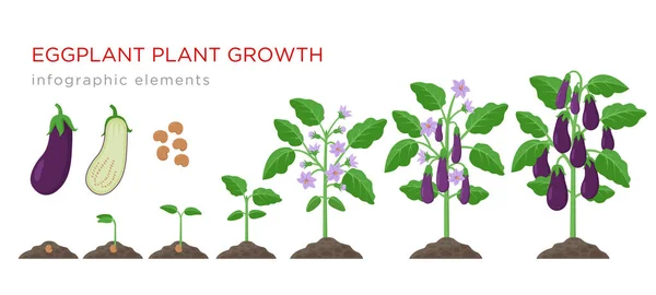 Proceso de cultivo de berenjenas desde semillas hasta verduras maduras en plantas aisladas sobre fondo blanco. Etapas de crecimiento de las berenjenas, elementos infográficos del ciclo de vida de las plantas en diseño plano . — Archivo Imágenes Vectoriales