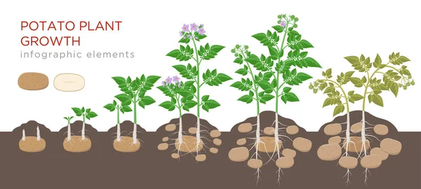 Pommes de terre processus de croissance des plantes de la graine aux légumes mûrs sur des plantes isolées sur fond blanc. Stades de croissance des pommes de terre, processus de plantation, éléments infographiques du cycle de vie des plantes en conception plate . — Image vectorielle