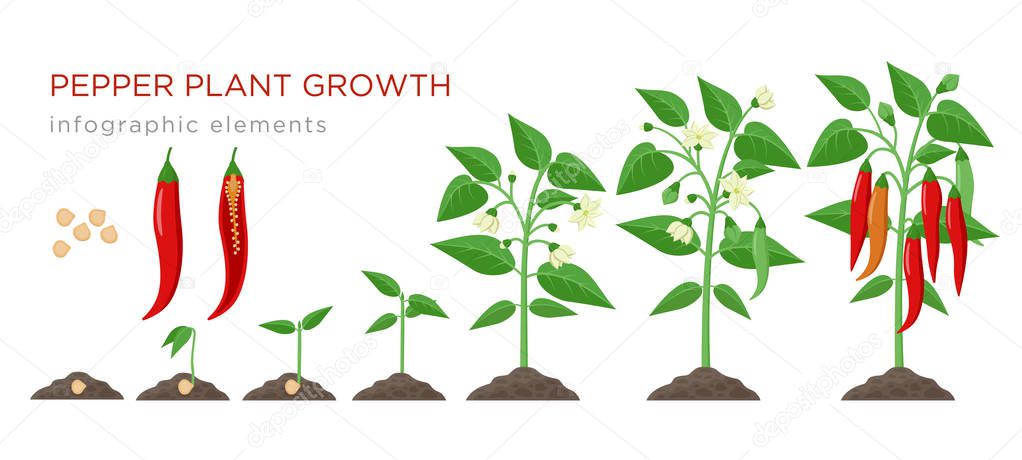 Chilli pepper plant growth stages infographic elements in flat design. Planting process of chili from seeds sprout to ripe vegetable, plant life cycle isolated on white background, vector illustration