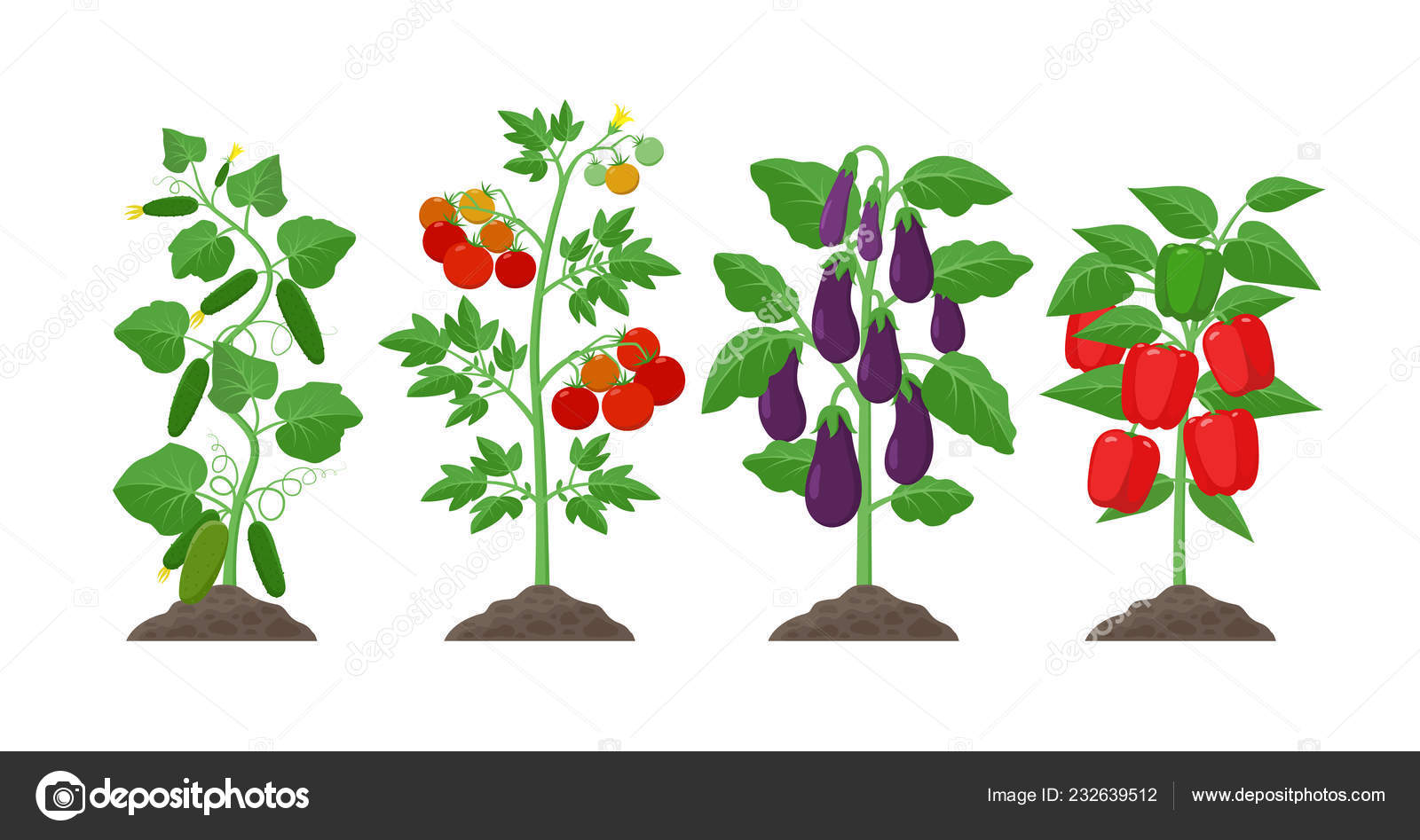 Plantio e cultivo ilustração conceito em design plano. Pepino, batata,  berinjela, plantas de pimenta com frutas maduras isoladas em fundo branco. Agricultura  de vegetais orgânicos elementos infográficos . Vetor de ©Bezvershenko  232639512, image size:1600x947