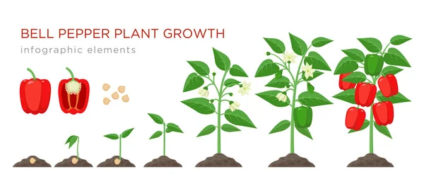 Planta de pimenta doce estágios de crescimento elementos infográficos em design plano. Processo de plantio de pimentão de sementes, broto para vegetais maduros, ciclo de vida da planta ilustração isolada no fundo branco —  Vetores de Stock