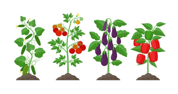 Piantagione e concetto di coltivazione illustrazione in design piatto. Cetriolo, patata, melanzana, piante di pepe con frutti maturi isolati su fondo bianco. Agricoltura biologica elementi infografici vegetali . — Vettoriale Stock