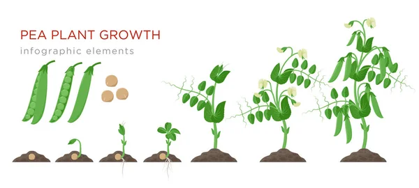 Bezelye bitki büyüme aşamalarında Infographic öğeleri düz tasarım. İşlem olgun sebze, bitki beyaz arka plan üzerinde izole ömrünün için tohumlar filiz dan bezelye dikim, hisse senedi illüstrasyon vektör. — Stok Vektör