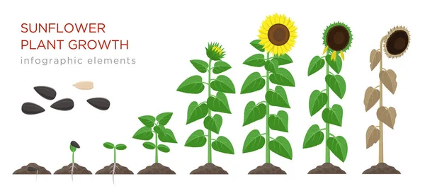 Illustration vectorielle du processus de culture du tournesol design plat. Processus de plantation de tournesols. Stades de croissance de la graine à la floraison et plante fruitière avec des fleurs jaunes isolées sur fond blanc — Image vectorielle