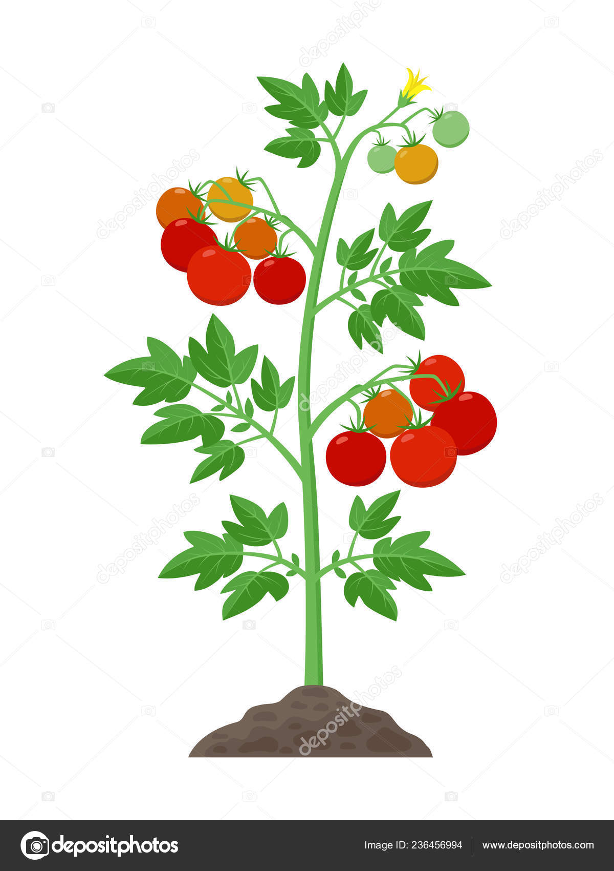 Tomato Leaf Illustration