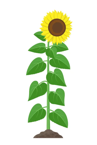 Girasole con foglie verdi in stile piatto isolato su sfondo bianco. Illustrazione vettoriale della fioritura e fruttificazione delle piante di girasole . — Vettoriale Stock