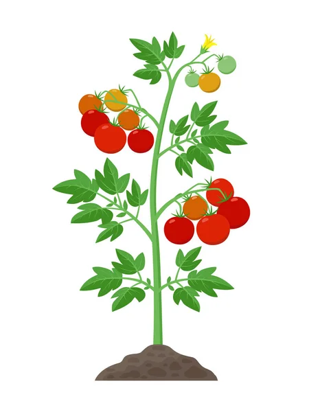 Tomatplantor med mogna tomater frukter och blommor växer i marken vektorillustration isolerade på vit bakgrund. — Stock vektor