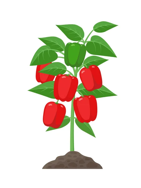 Paprika planten met rijpe vruchten groeien in de grond vectorillustratie geïsoleerd op een witte achtergrond. Rode sappige niet-scherpsmakende pepers in de plant. — Stockvector