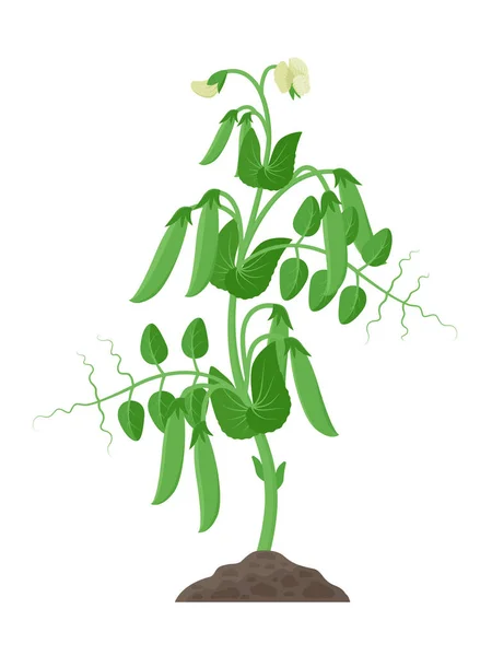 Pea plant met rijpe erwt peulen en bloemen groeien in de grond vectorillustratie geïsoleerd op witte achtergrond. — Stockvector