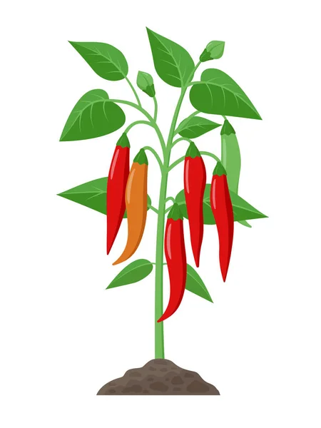 Pianta peperoncino con frutti maturi che crescono nel terreno illustrazione vettoriale isolata su sfondo bianco . — Vettoriale Stock