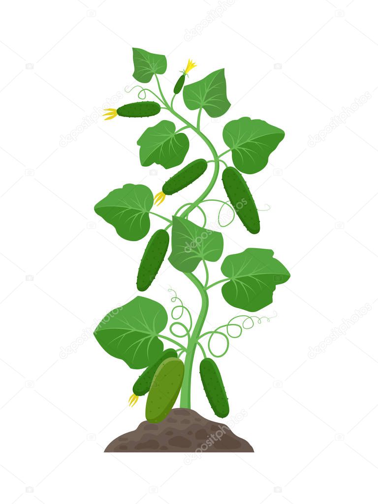 Cucumber plant with ripe cucumbers growing in the ground vector illustration isolated on white background.