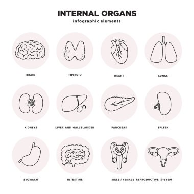 İç organları Icon set. İnsan organlarını Infographic beyaz arka plan üzerinde izole çizgili Tema öğelerinde. Beyin, tiroid, kalp, akciğerler, karaciğer, böbrek, pankreas, mide, bağırsak, üreme organları