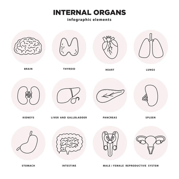 Internal organs icon set. Human organs infographic elements in line design isolated on white background. Brain, thyroid, heart, lungs, liver, kidneys, pancreas, stomach, intestine, reproductive organs — Stock Illustration Internal organs icon set. Human organs infographic elements in line design isolated on white background. Brain, thyroid, heart, lungs, liver, kidneys, pancreas, stomach, intestine, reproductive organs Stock Illustration