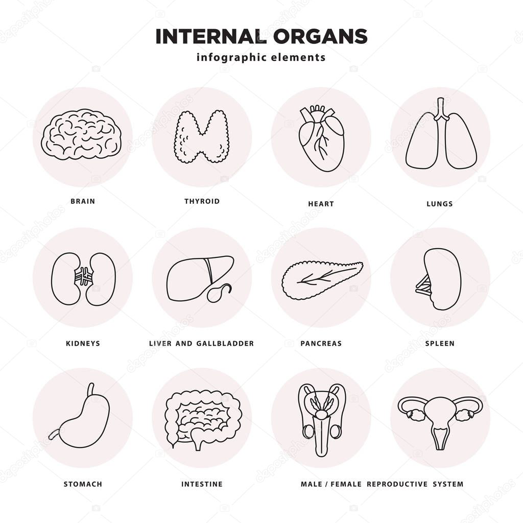 Internal organs icon set. Human organs infographic elements in line design isolated on white background. Brain, thyroid, heart, lungs, liver, kidneys, pancreas, stomach, intestine, reproductive organs