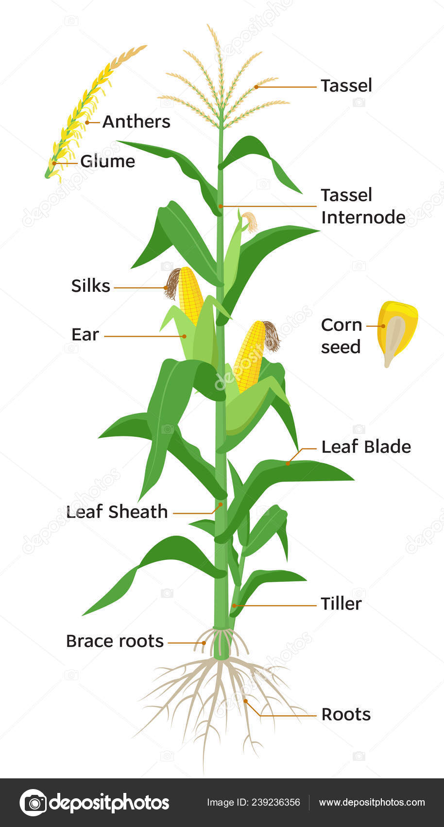 Maispflanzendiagramm, infografische Elemente mit Maispflanzenteilen ...