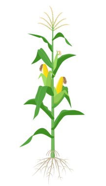 Maize plant isolated on white background with yellow corncobs, green leaves and roots vector illustration in flat design. clipart