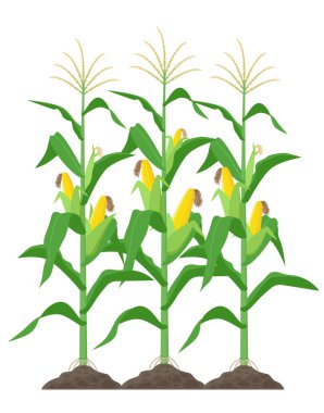 Corn stalks isolated on white background. Green corn plants on the field vector illustration in flat design. clipart