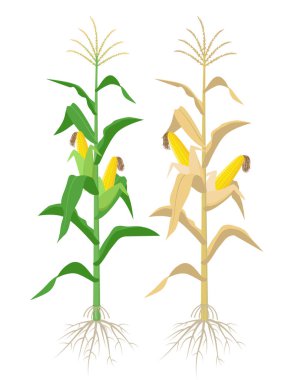 Ripe Maize plants isolated on white background with yellow corncobs vector illustration in flat design. Mature corn plant with ears on a stalk. clipart