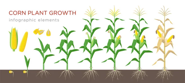 Maíz cultivo etapas vector ilustración en diseño plano. Proceso de plantación de planta de maíz. Crecimiento del maíz desde el grano hasta la floración y la planta frutal aislada sobre fondo blanco. Maíz y granos maduros . — Archivo Imágenes Vectoriales