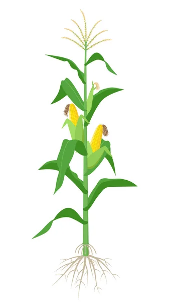 Maispflanze isoliert auf weißem Hintergrund mit gelben Maiskolben, grünen Blättern und Wurzelvektordarstellung in flachem Design. — Stockvektor