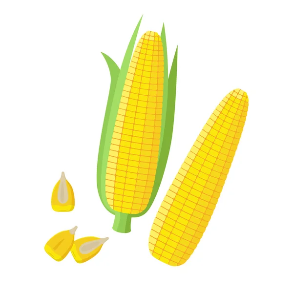 Hojas de maíz, mazorcas de maíz maduras, semillas de maíz, ilustración vectorial de granos en diseño plano aislado sobre fondo blanco. Maíz pelado, trozos y semillas . — Vector de stock