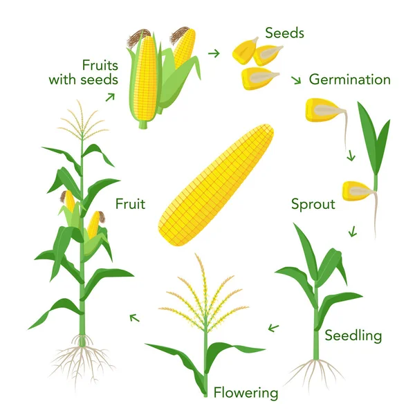 Infografische Elemente für das Wachstum von Maispflanzen von Saatgut über Früchte bis hin zu reifen Ähren. Setzling, Keimung, Bepflanzung, Blüte. Vektor enzyklopädische Illustration. Mais-Lebenszyklus in flacher Ausführung. — Stockvektor