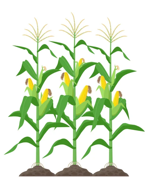 Talos de milho isolados no fundo branco. Plantas de milho verde no campo ilustração vetorial em design plano . — Vetor de Stock
