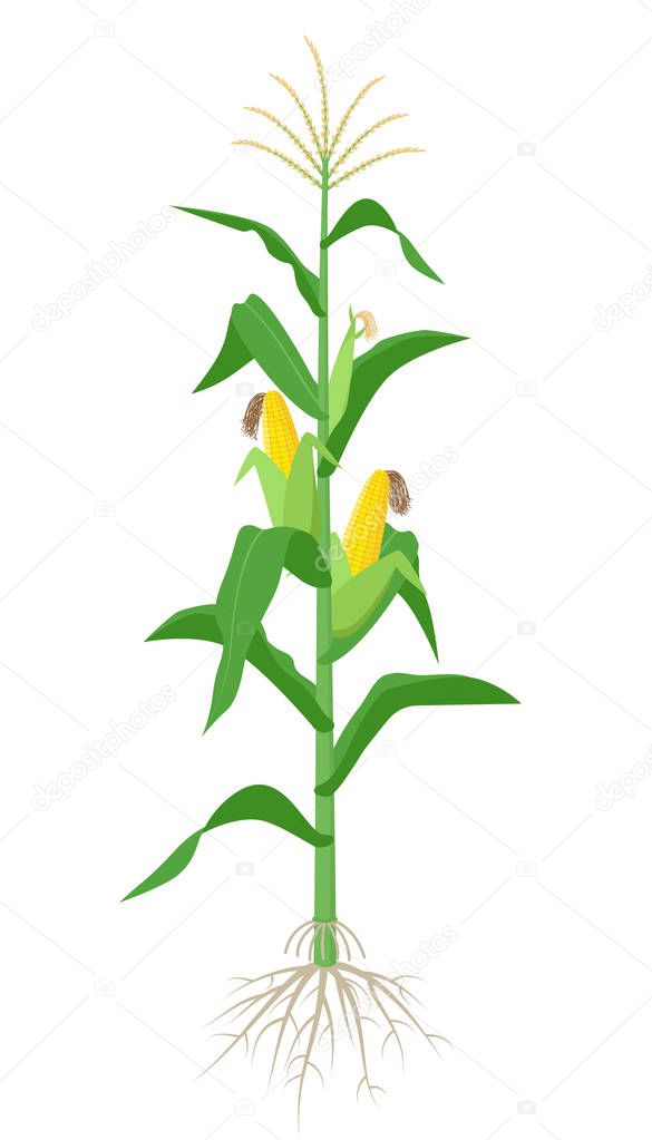 Maize plant isolated on white background with yellow corncobs, green leaves and roots vector illustration in flat design.