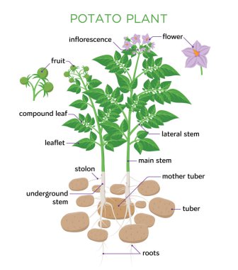 Patates bitki vektör çizim düz tasarım. Patates büyüme diyagram bitki, yumrular, kök, kökleri, çiçek, tohum beyaz arka plan üzerinde izole parçaları ile.