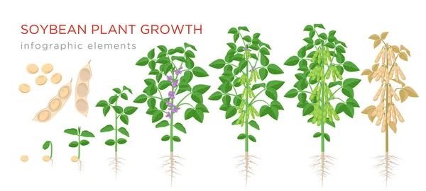 Soja plantengroei stadia infographic elementen. Groeiende proces van sojabonen uit zaden, sprout tot rijpe sojabonen, levenscyclus van planten geïsoleerd op een witte achtergrond platte vectorillustratie. — Stockvector