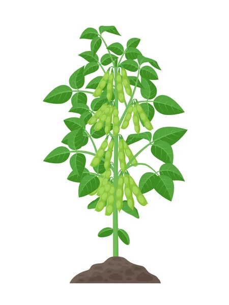 Sojabohnenpflanzenvektorillustration isoliert auf weißem Hintergrund. Sojabohnen in flacher Ausführung wachsen im Boden mit grünen Schoten und Laub. — Stockvektor