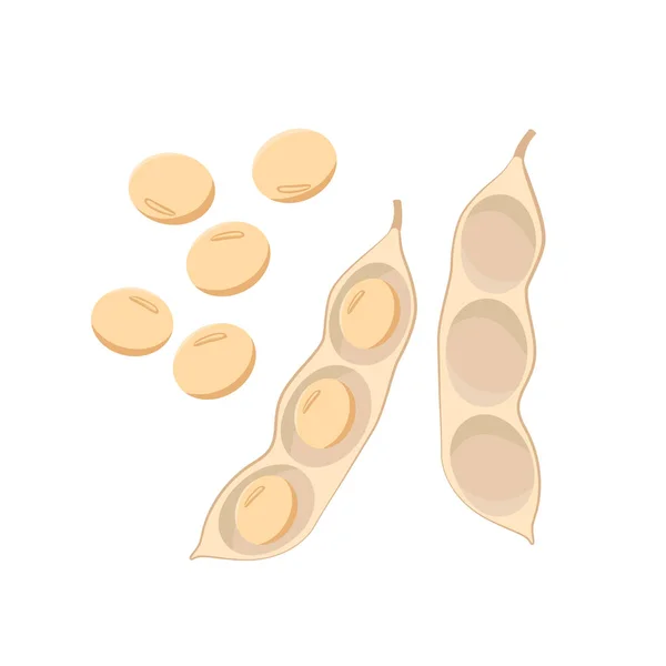 Ripe open soybean pods and grains isolated on white background vector illustration in flat design. — Stock Vector