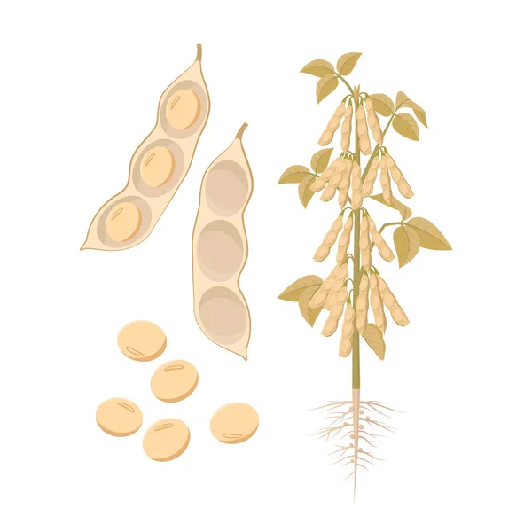 Kypsä soija kasvi avoimet palot ja siemenet eristetty valkoinen tausta vektori kuva tasainen muotoilu . — vektorikuva