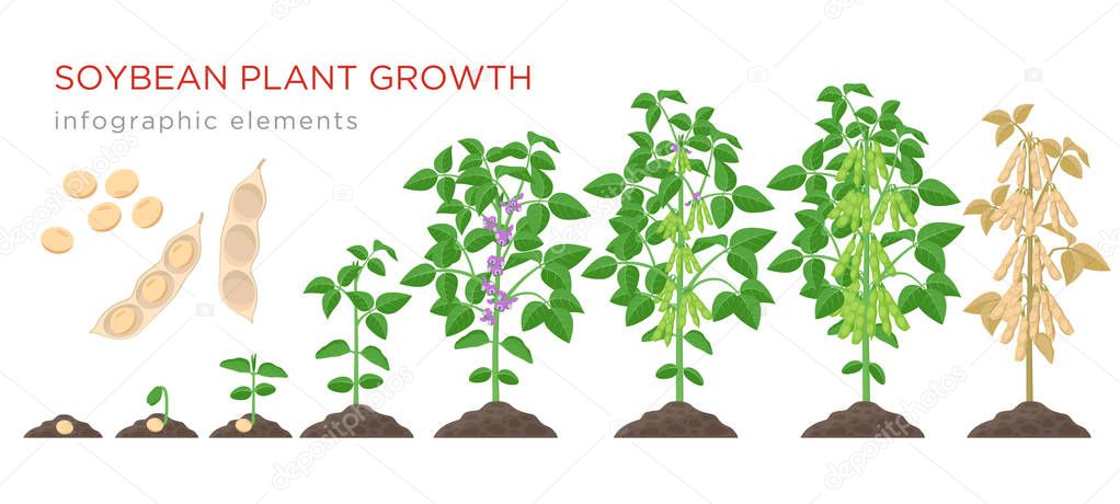 Soybean plant growth stages infographic elements. Growing process of soya beans from seeds, sprout to mature soybeans, life cycle of plant isolated on white background vector flat illustration
