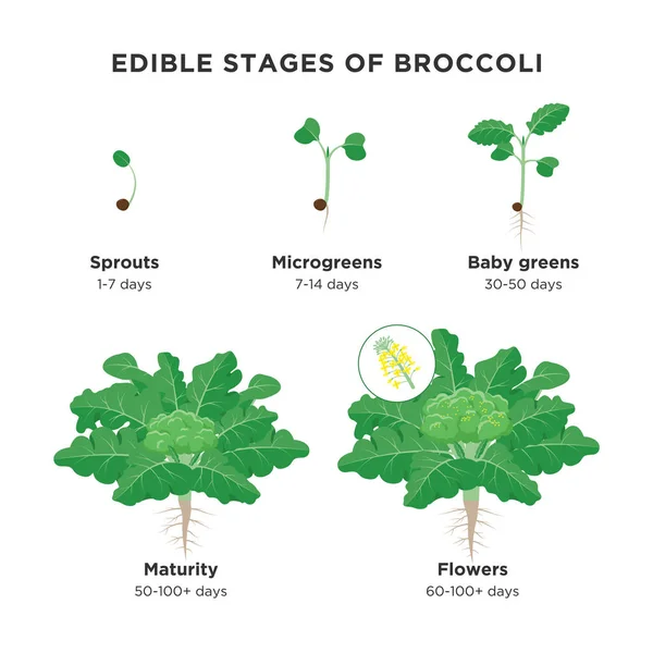 Stadi commestibili di elementi infografici di Broccoli a disegno piatto. Processo di coltivazione delle piante di broccoli tra cui germogli, microverdi, verdi per bambini, maturità e fiori di broccoli isolati su fondo bianco . — Vettoriale Stock