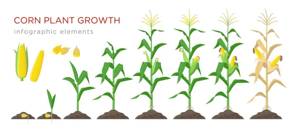 Corn growing stages vector illustration in flat design. Planting process of corn plant. Maize growth from grain to flowering and fruit-bearing plant isolated on white background. Ripe corn and grains. — Stock Vector