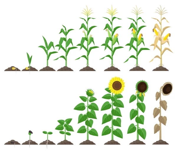 Corn plant and sunflower plant growing stages vector illustration in flat design. Maize and sunflower growth stages from seed to flowering and fruit-bearing Infographic elements isolated on white. — Stock Vector