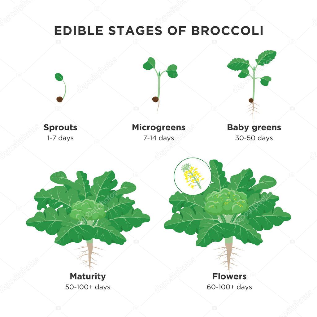 Edible stages of Broccoli infographic elements in flat design. Broccoli plant growing process including sprout, microgreens, baby greens, maturity and broccoli florets isolated on white background.