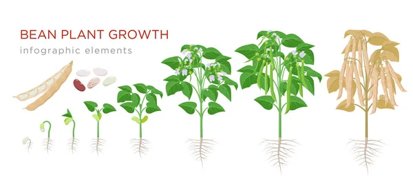 Bohnenpflanzenwachstum inszeniert infografische Elemente in flachem Design. Pflanzprozess von Bohnen aus Samen keimen zu reifem Gemüse, pflanzlicher Lebenszyklus isoliert auf weißem Hintergrund, Vektorstockillustration. — Stockvektor