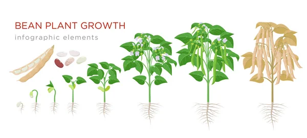 Stades de croissance des plantes de haricots éléments infographiques dans la conception plate. Processus de plantation de haricots de graines germées à légumes mûrs, cycle de vie des plantes isolé sur fond blanc, illustration vectorielle du bouillon . — Image vectorielle