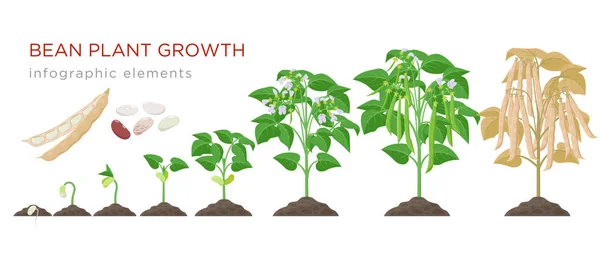 Stades de croissance des plantes de haricots éléments infographiques dans la conception plate. Processus de plantation de haricots de graines germées à légumes mûrs, cycle de vie des plantes isolé sur fond blanc, illustration vectorielle du bouillon . — Image vectorielle