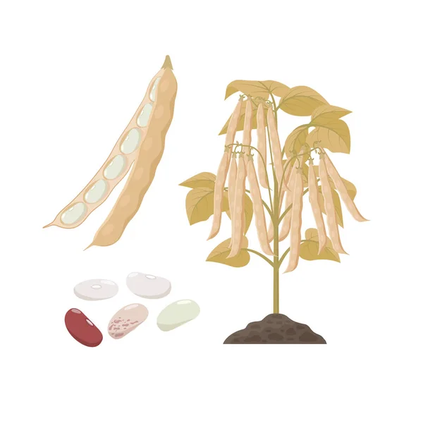 Ripe haricop bean plant with open pods and seeds isolated on white background vector illustration in flat design. — Stock Illustration Ripe haricop bean plant with open pods and seeds isolated on white background vector illustration in flat design. Royalty Free Stock Illustrations