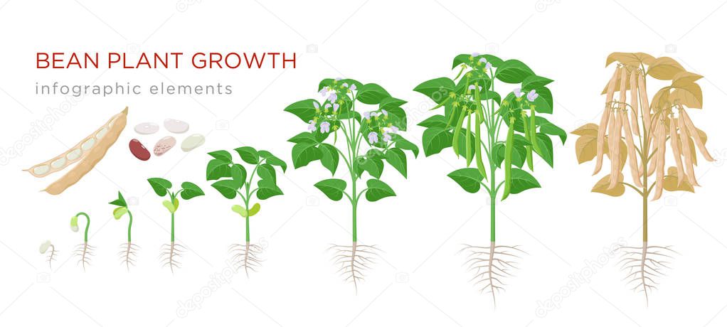 Bean plant growth stages infographic elements in flat design. Planting process of beans from seeds sprout to ripe vegetable, plant life cycle isolated on white background, vector stock illustration.