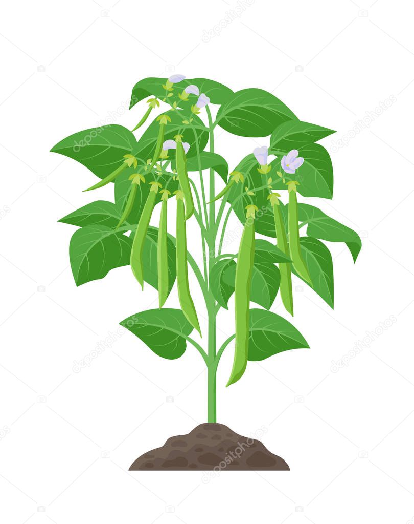 Bean mature plant vector stock illustration in flat design. Beans growing from soil with green bean pods isolated on white background.